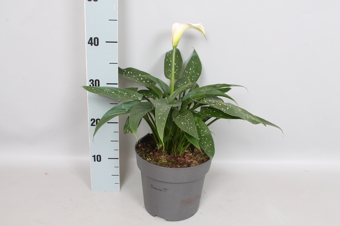 vaste planten 19 cm Zantedeschia White