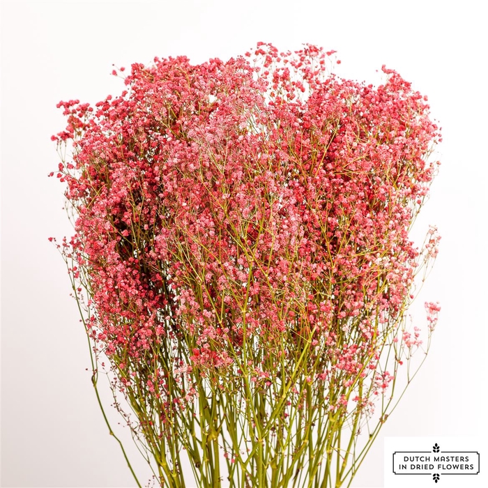 <h4>Dried Gyps Red Extra Bunch</h4>