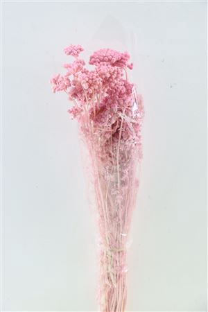 <h4>Dried Lonas Pink Bunch</h4>