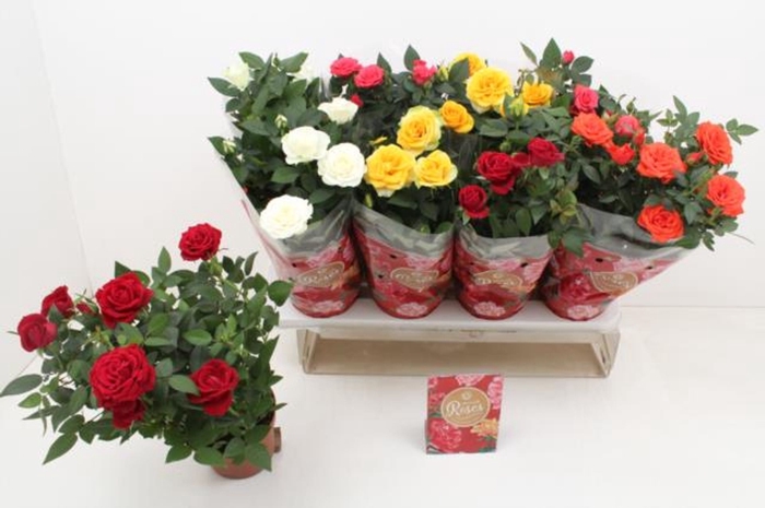 <h4>Rosa Favourite Roses gemengd 5 soor</h4>