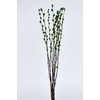 Pussy Willow 60cm Light Green