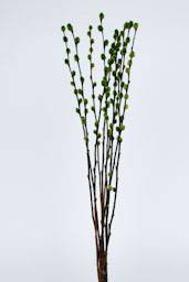 Pussy Willow 60cm Light Green