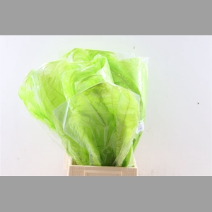 Basic Ostrich Feathers 55cm 5 Pcs Lime Green