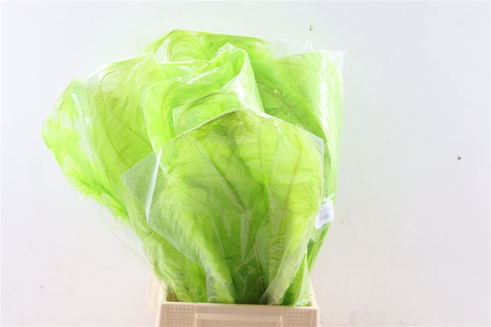 <h4>Basic Ostrich Feathers 55cm 5 Pcs Lime Green</h4>