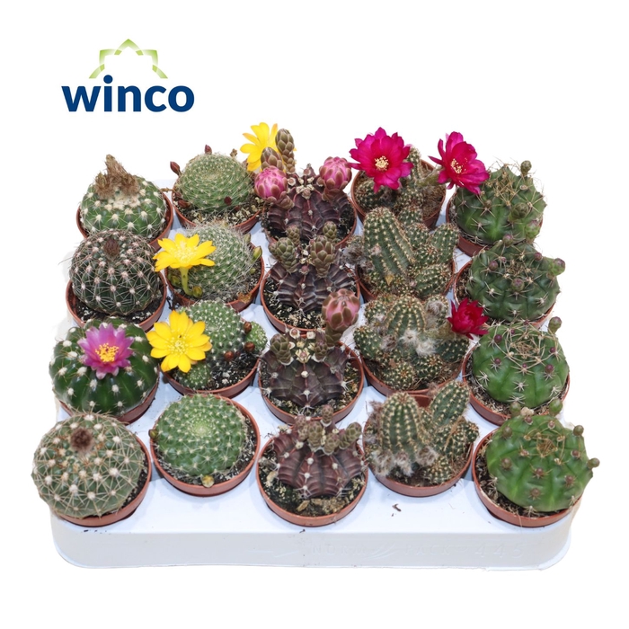 <h4>Cactus Flowering Mix (5spc.)</h4>