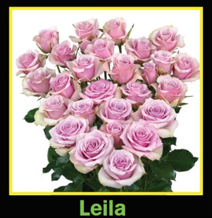 <h4>R Tr Spray Leila</h4>