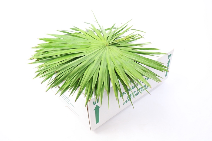 Leaf palm