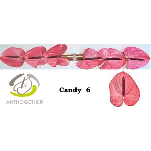 ANTH A CANDY 6 small pack