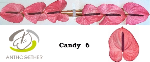 <h4>ANTH A CANDY 6</h4>