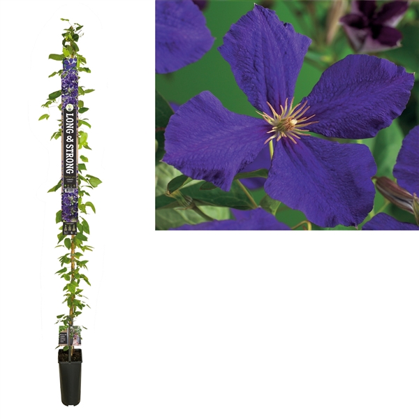 <h4>Clematis 'Jackmanii' +Long & strong label</h4>