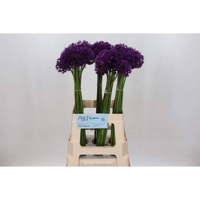 <h4>Allium Purple Sensation Promo</h4>