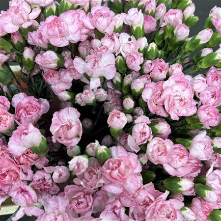 <h4>Dianthus sp pink</h4>