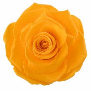 Rose Ava Saffron Yellow
