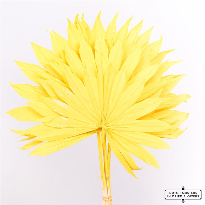 <h4>Dried Palm Sun 6pc Yellow Bunch</h4>