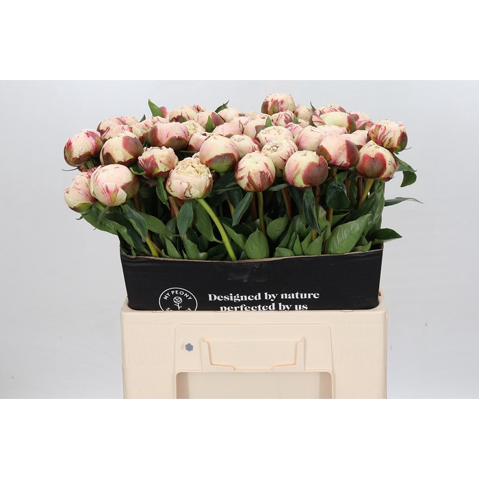 <h4>Paeonia Dr F.g. Brethour</h4>