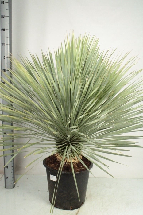 <h4>Yucca rostrata</h4>