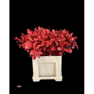 Ruscus Red
