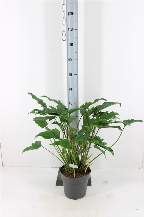 <h4>Philodendron Xanandu P21</h4>