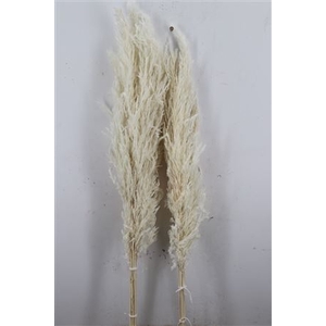 DRIED PAMPAS BLEACHED LONG 100-120C