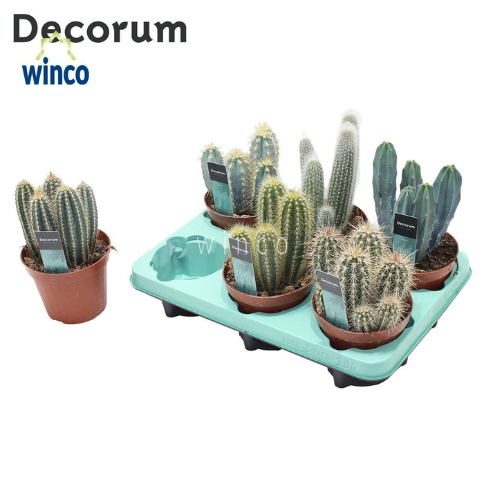 <h4>Cactus Column Mix (6spc.) (decorum) Decorum+Steker</h4>
