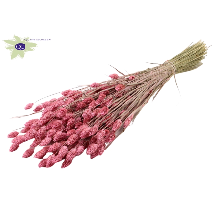 <h4>Phalaris per bunch Frosted Pink</h4>