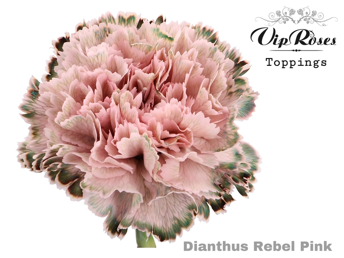 <h4>Dianthus st paint rebel pink</h4>