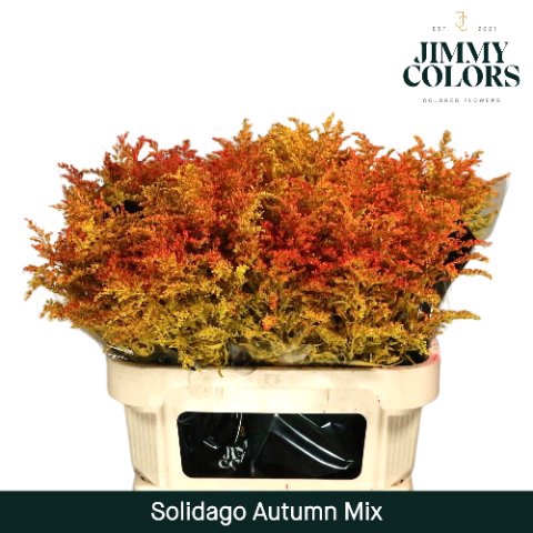 <h4>Solidago paint mix autumn</h4>