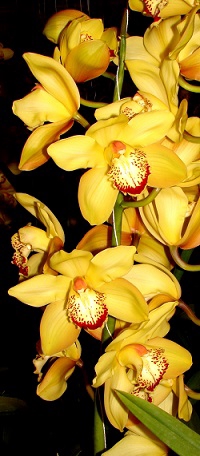 Cymbidium Yellow 5/7 blooms p/s