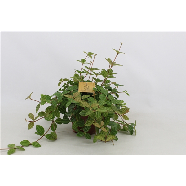 <h4>Peperomia Ang. Rocca Vivace 15cm</h4>