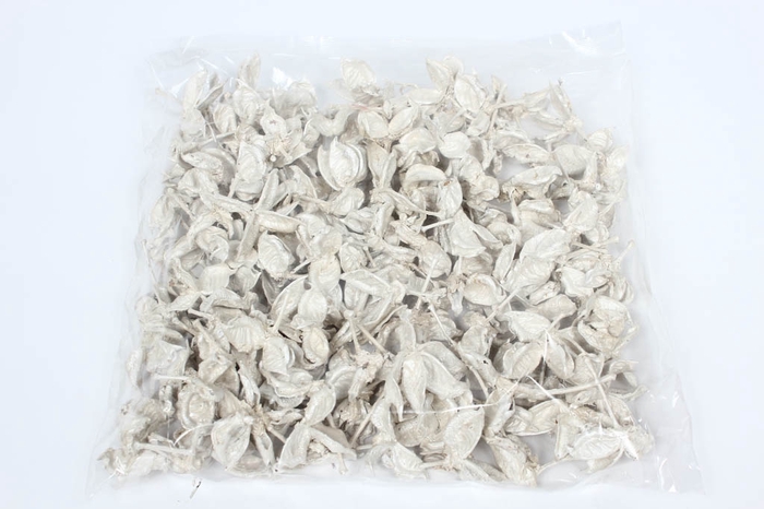 Cotton pods 250gr in poly white pearl