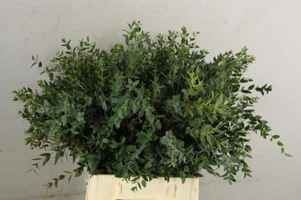 <h4>Eucalyptus Parvifoli Bs 150g</h4>