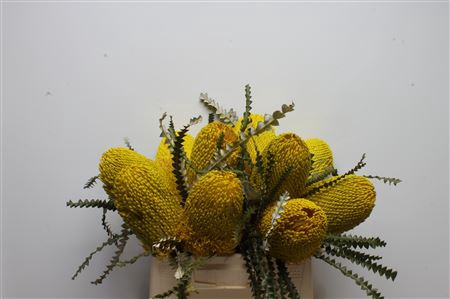 <h4>Banksia Speciosa Yellow</h4>