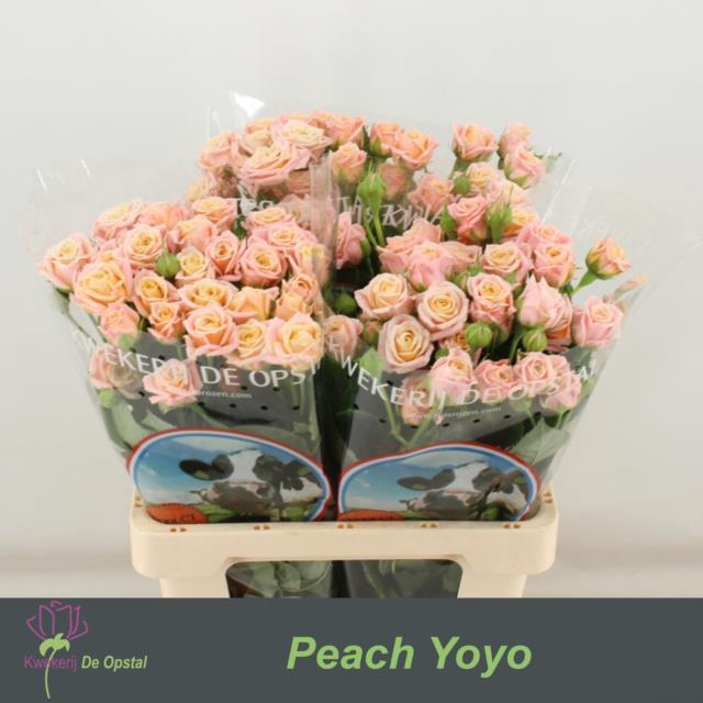 <h4>Rosa sp peach yo-yo</h4>