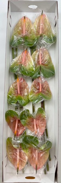 Anthurium Lucardi (price x box) 10/12 st.