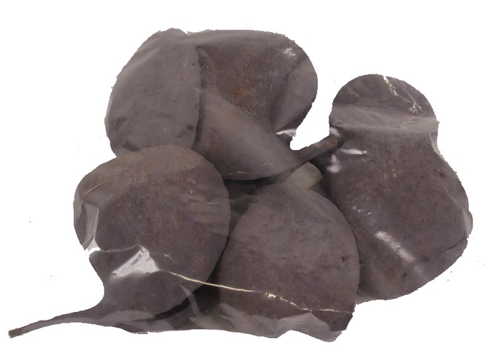 Budha nut 5pc in poly Frosted Grey