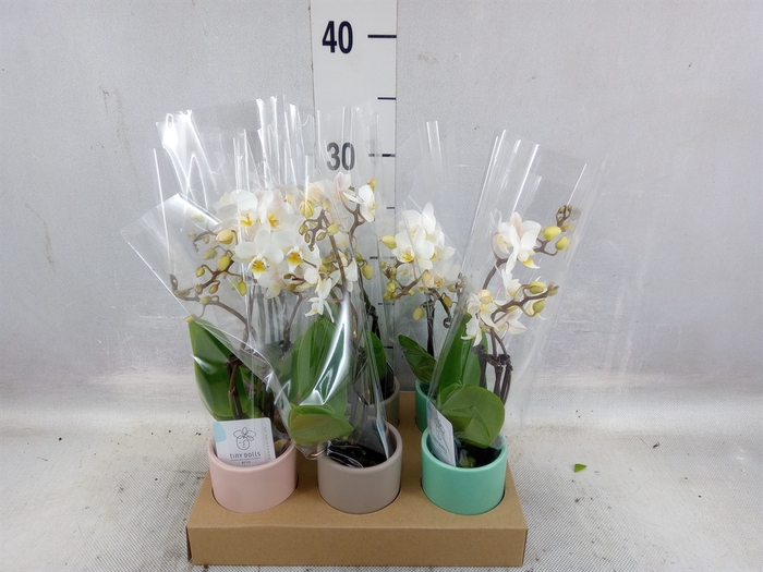 <h4>Phalaenopsis   ...mini</h4>