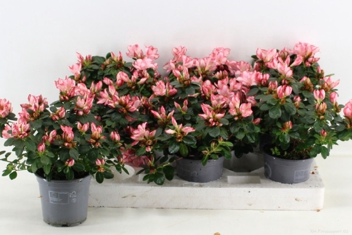 <h4>Rhododendron (Sim. Sachsenstern</h4>