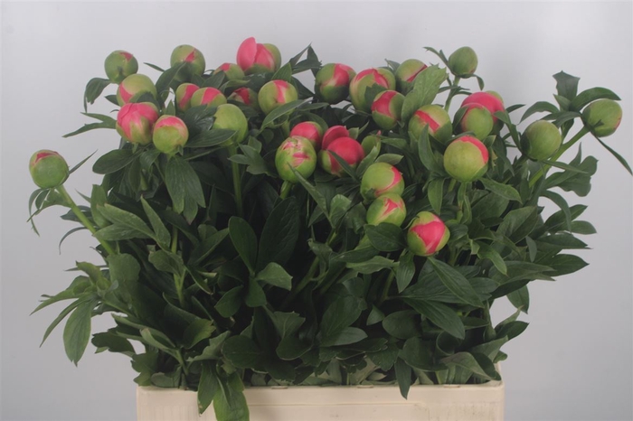 <h4>Paeonia L Coral Sunset X30</h4>