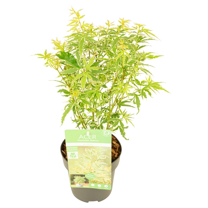 <h4>Acer palmatum Butterfly</h4>