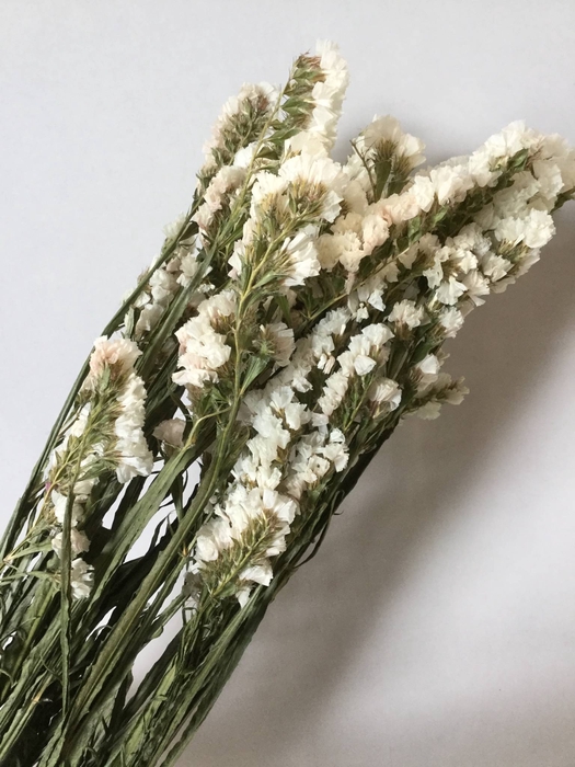 DRIED FLOWERS - STATICE WHITE 5pcs
