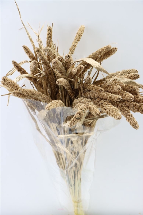 <h4>Dried Sorghum Ant. Gold(35st) Bunch Slv</h4>
