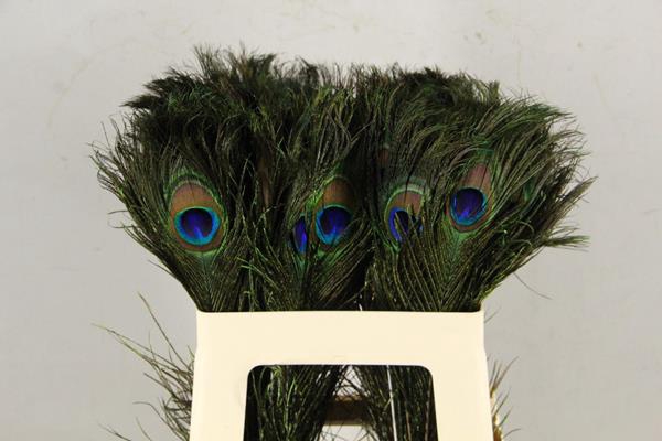Feather Peacock 50cm