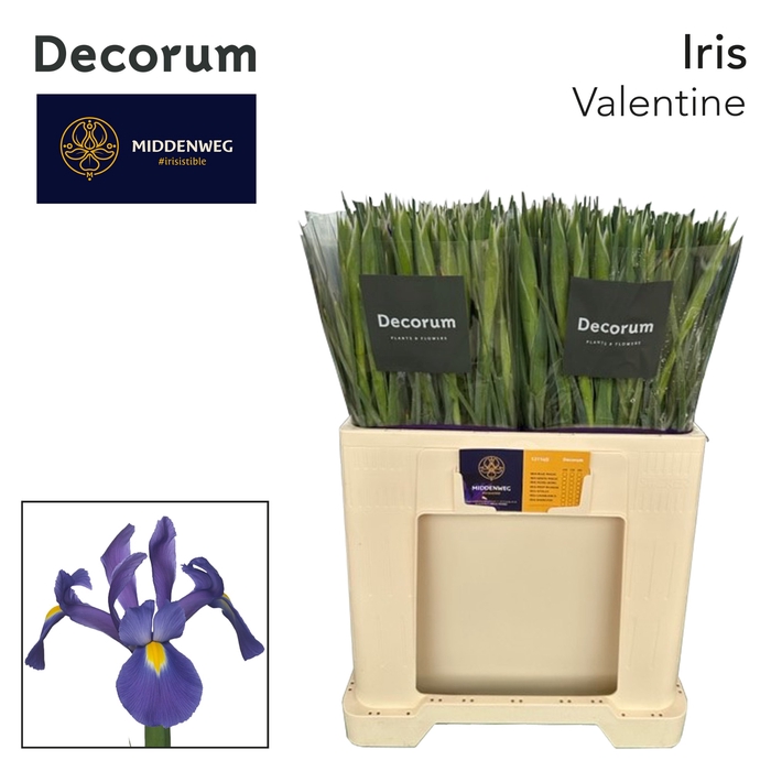 <h4>Iris Valentine</h4>