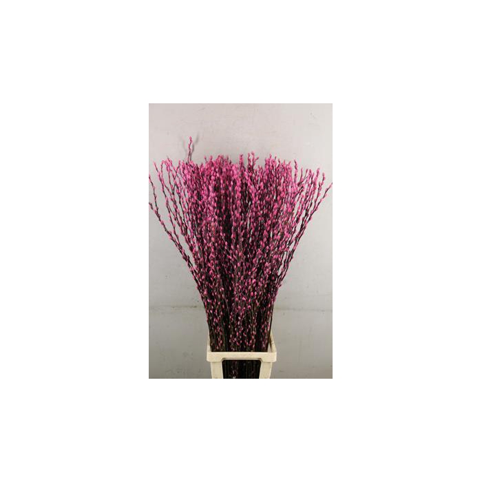 <h4>Salix Snowflake 120cm Pink</h4>
