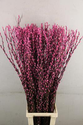 <h4>Salix Snowflake 120cm Pink</h4>