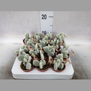 Opuntia microdasys 'Albispina'