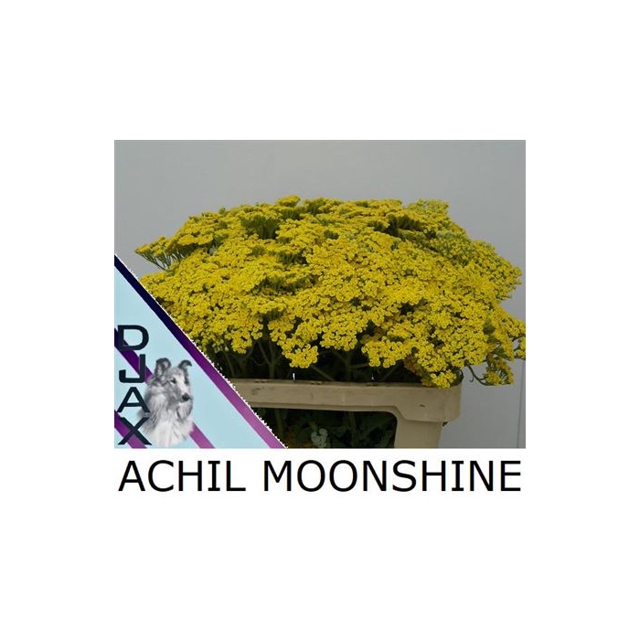 <h4>Achillea Moonshine</h4>