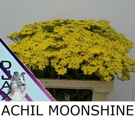 <h4>Achillea Moonshine</h4>