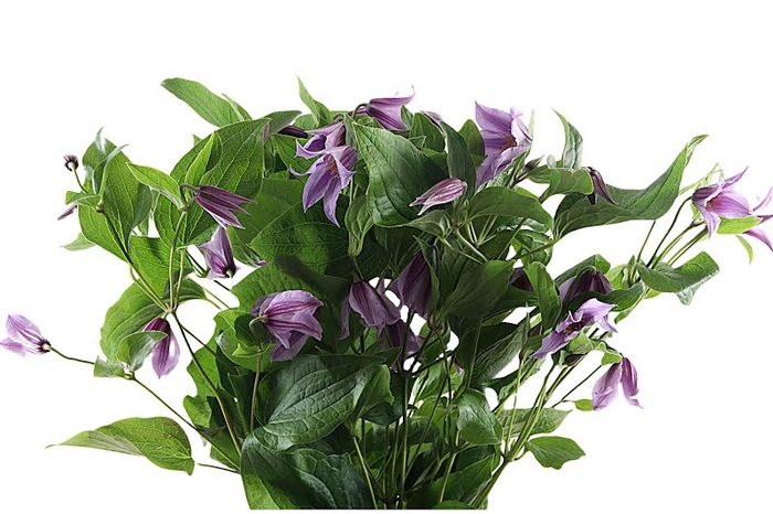<h4>Clematis Star River</h4>