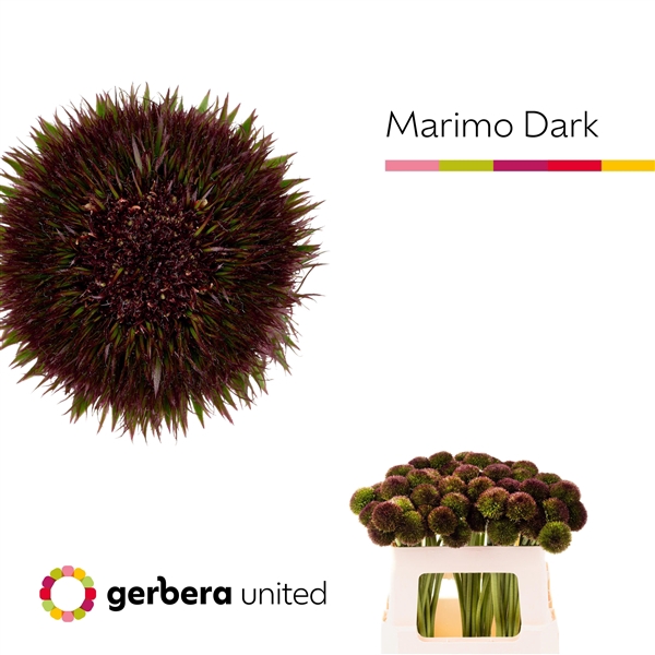 <h4>Ge Mb Marimo Dark - Gerbera United</h4>
